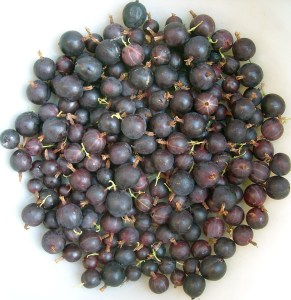 Gooseberry Black Velvet Wikimediacommons